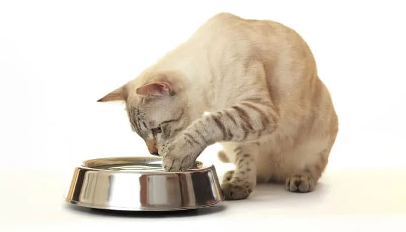 Сколько воды нужно коту в день?
