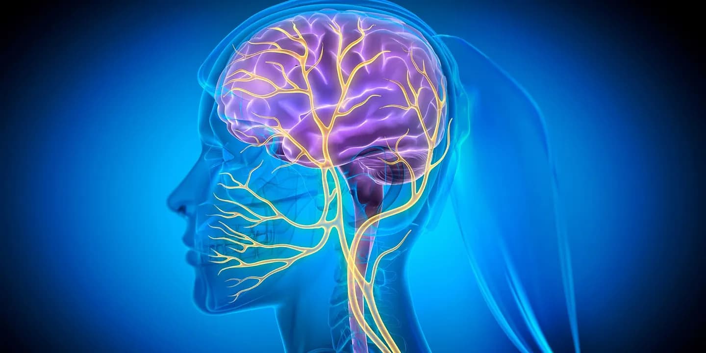 Влияние блуждающего нерва на аппетит: ешь шоколад, если ты бедный?