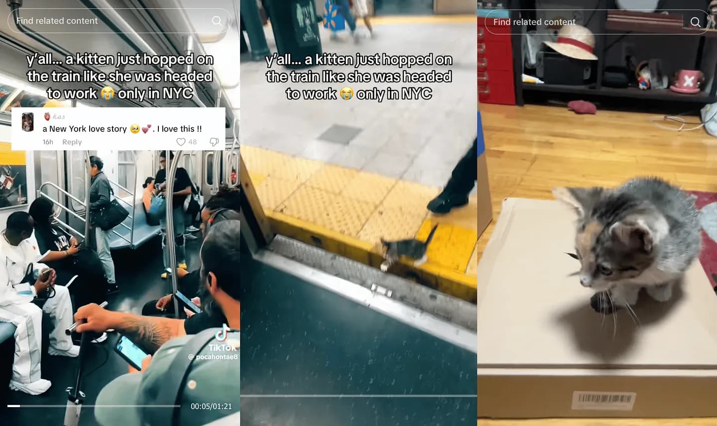 Котёнок из метро Нью-Йорка обзавёлся семьёй