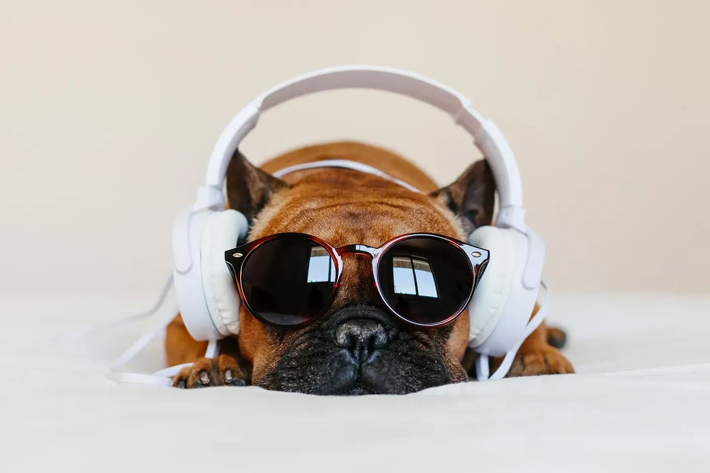 Песни о собаках: от Элвиса до «Who Let the Dogs Out»