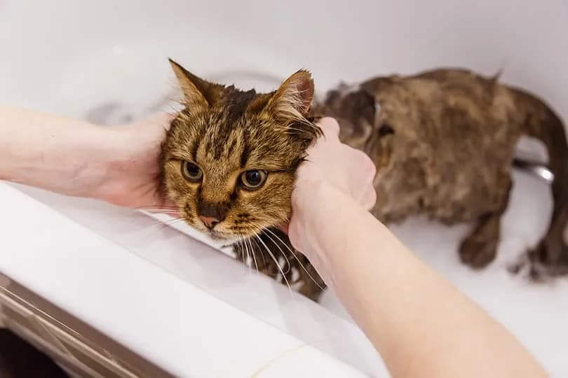 Ядовит ли шампунь для вашей кошки? Осторожно, опасные ингредиенты!