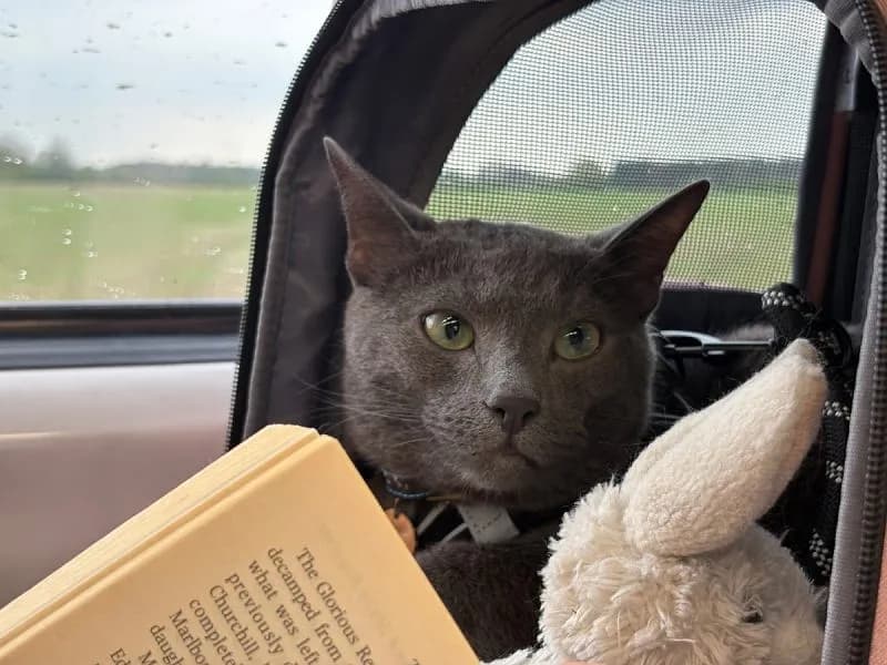 Приключение кота Рафаэля: романтика в Йорке!