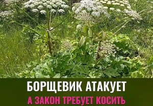Как укротить борщевик
