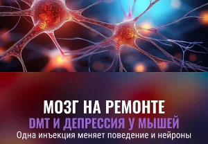 Один укол DMT возвращает мозгу жизнь