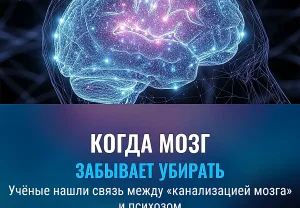 Когда мозг забывает убирать за собой