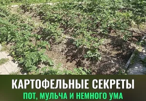 Тайная стратегия рекордного урожая картофеля