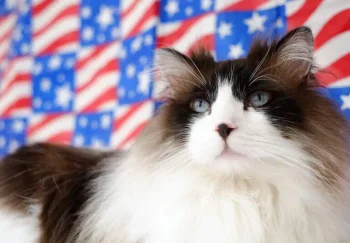 Как сохранить спокойствие и безопасность кошки в День независимости