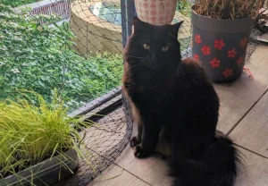 Как кошки обманывают эволюцию: 10 миллионов лет без апгрейда