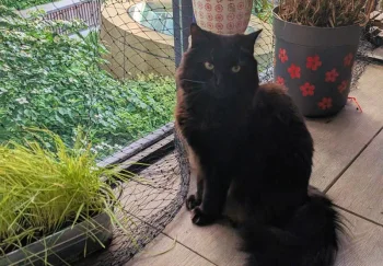 Как кошки обманывают эволюцию: 10 миллионов лет без апгрейда