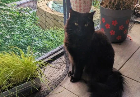 Как кошки обманывают эволюцию: 10 миллионов лет без апгрейда