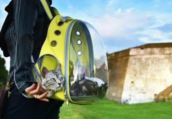 8 лучших рюкзаков-переносок для кошек
