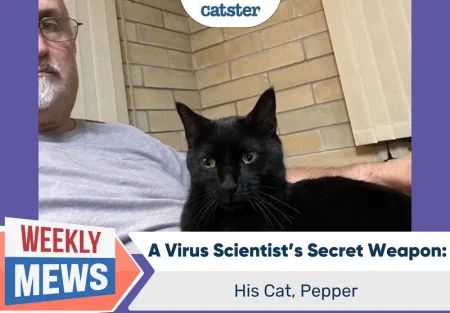 Вирусы, кошки и наука: как Пеппер меняет вирусологию