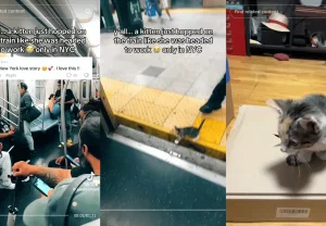 Котёнок из метро Нью-Йорка обзавёлся семьёй