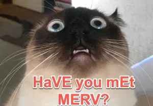 Мерв — говорящая кошка, покорившая интернет