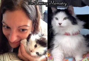 Прощай, Oreo: Как один кот изменил жизнь человека и стал звездой интернетов