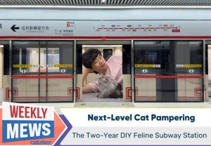 Два года строил метро для кота: как любовь превращается в легенду