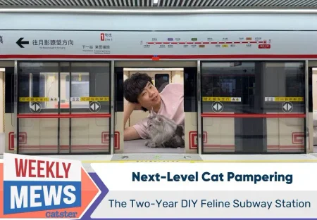 Два года строил метро для кота: как любовь превращается в легенду