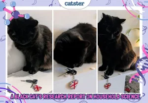 Хулиганство по науке: отчёт чёрного кота о тайных экспериментах дома