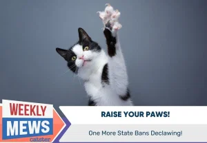 В Калифорнии запрещают удаление когтей у кошек