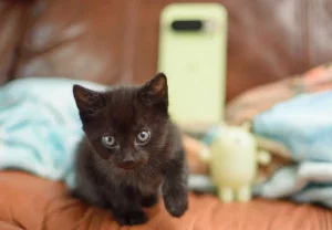 Pixel 10 Pro спасает котят и восстанавливает веру в технологии