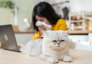 10 опасных болезней от кошек: что грозит человеку