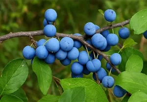 Дикий предок сливы: все, что вы не знали о тёрне