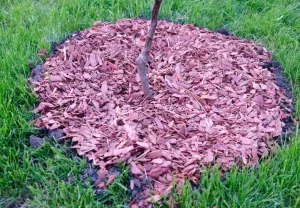 Мульча из кирпича – хитрый дачный трюк с Востока