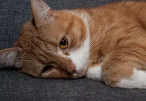 Деменция у кошек: восемь тревожных признаков, которые нельзя игнорировать