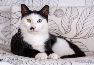 Тайны смокинговых котов