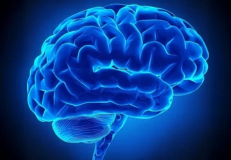 Как мозг разделяет речь?