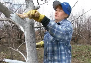 Как не дать даче умереть зимой: декабрьский чек-лист для садовода