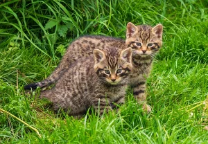 «Шотландская дикая кошка: возрождение пушистого призрака»