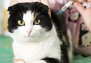 Ловушка для котов: как распознать сахарный диабет у пушистого друга