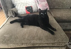 История одного плохого кота: как дикий питомец устроил революцию в семье