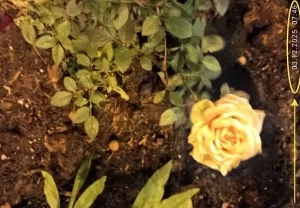 Розы и грибы в декабре: аномалии зимы и тревоги дачников