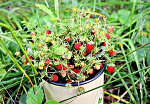 Почему земляника из семян — это не ад для дачника?