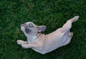 Утечка данных клиентов Petco: как компания случайно раскрыла личные данные