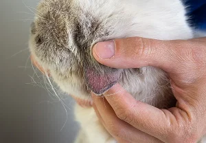 Почему нельзя игнорировать болячки на ушах у кошек (даже самые маленькие)