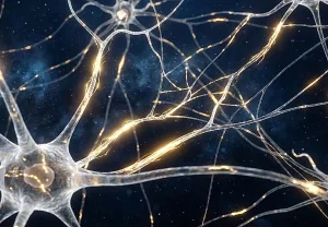 Долгое влияние эстрогена защищает женский мозг