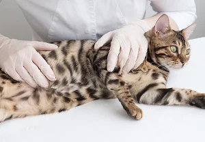 Осложнения стерилизации и кастрации у кошек: что нужно знать владельцам