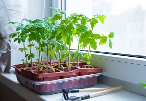 Январь: Пора подкатывать к томатам