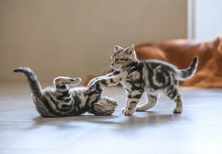 Как определить возраст котенка по внешним признакам