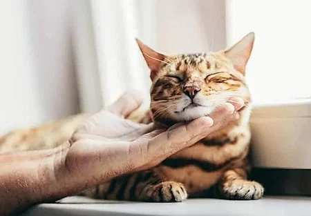 Почему некоторые кошки никогда не мурлычут (и это нормально)