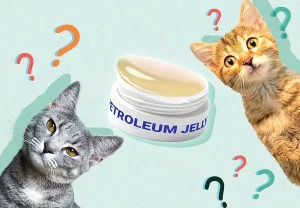 Вазелин и кошачьи комки шерсти: польза и риски