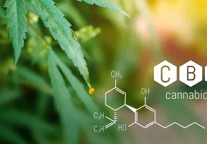 Каннабидиол и защита мозга