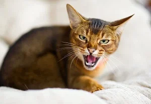 Когда кот решает охранять всё