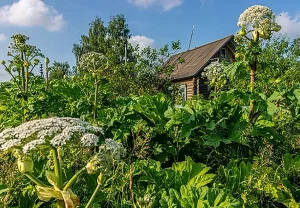 Штрафы под каждый куст