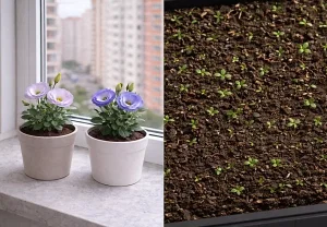 Ирландская роза, которая думает о побеге