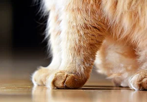 Коты не для новичков