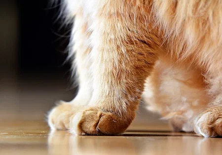 Коты не для новичков